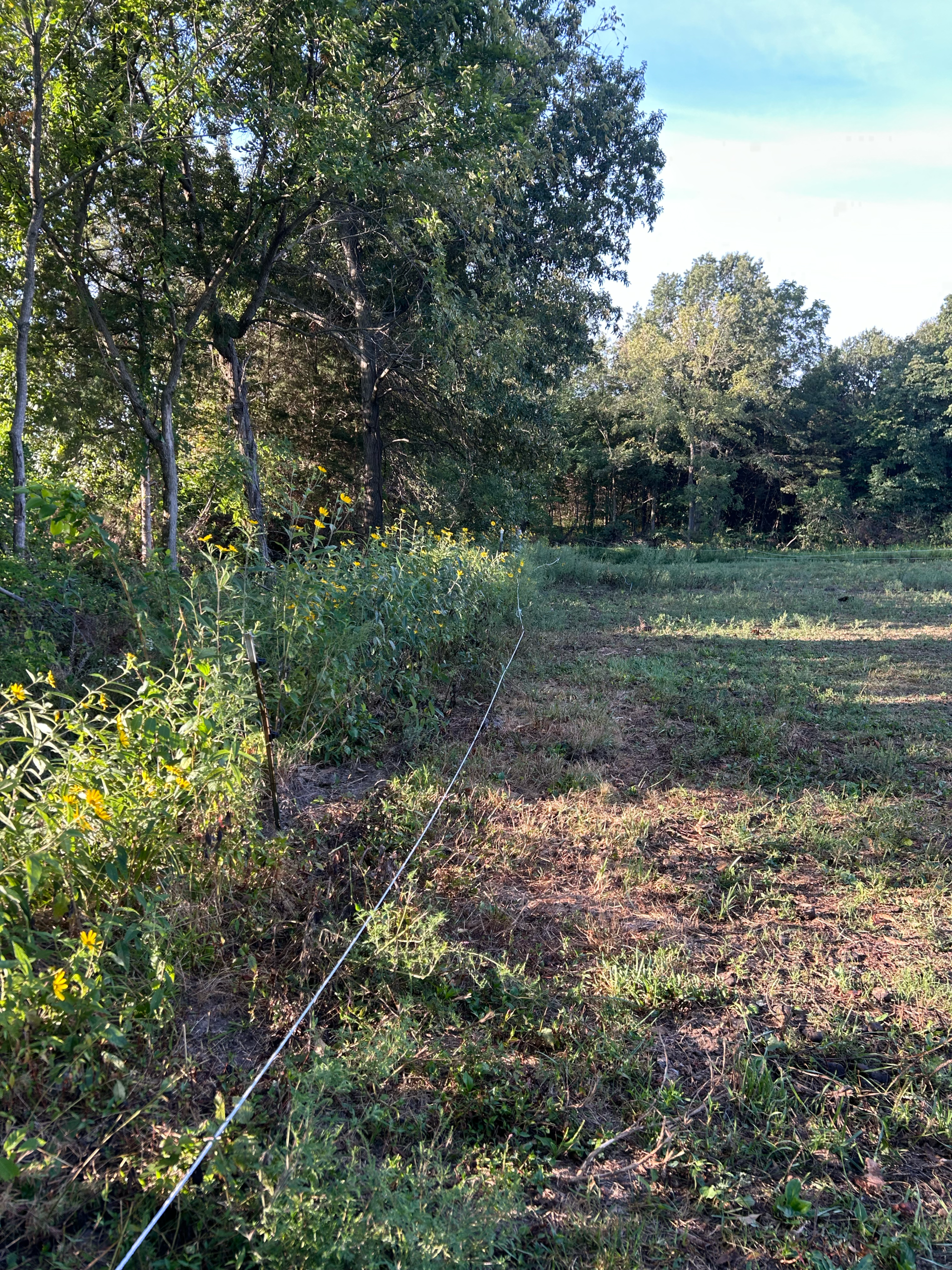 brush clearing before