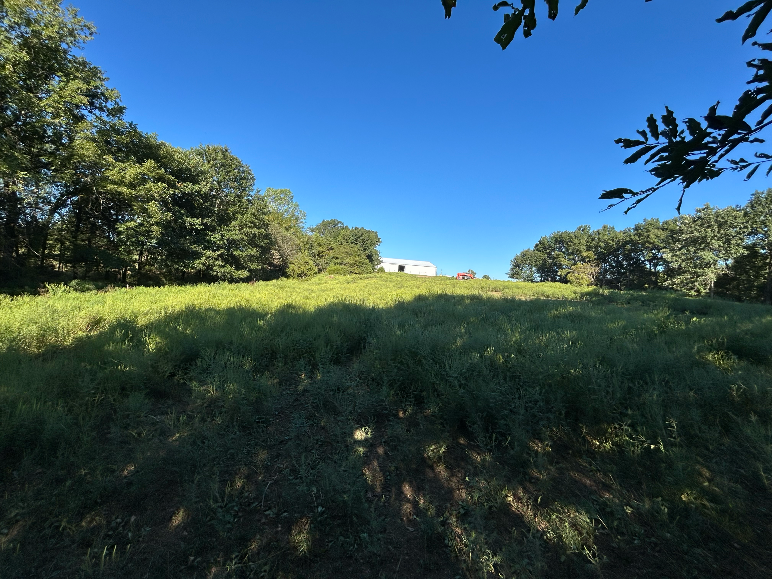 brush clearing before 2